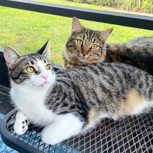 Meet your Posher, Fairy